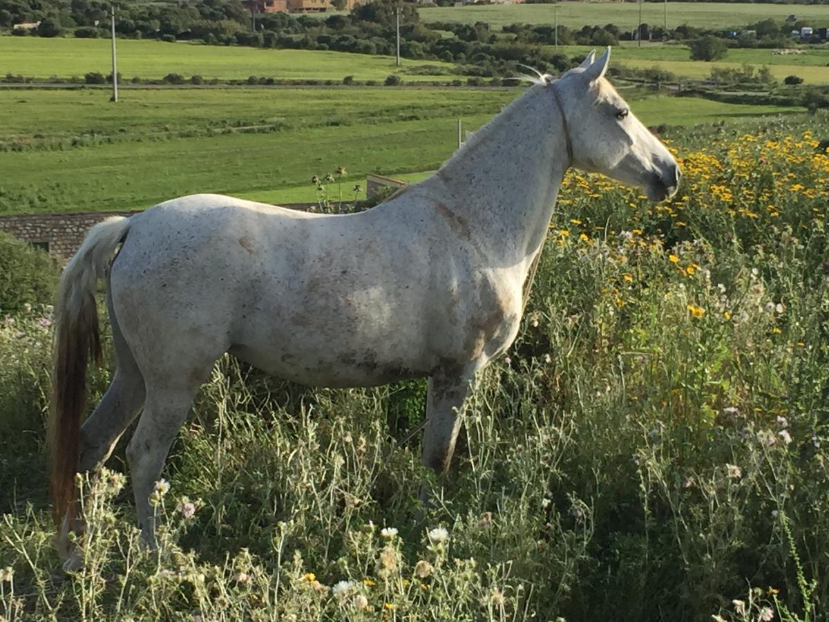 Agriturismo Su Meurreddu Tratalias Dış mekan fotoğraf